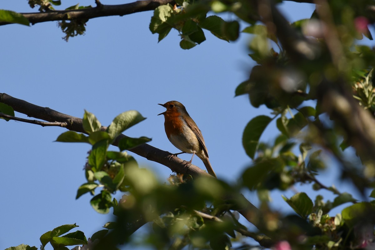 European Robin - ML167118721