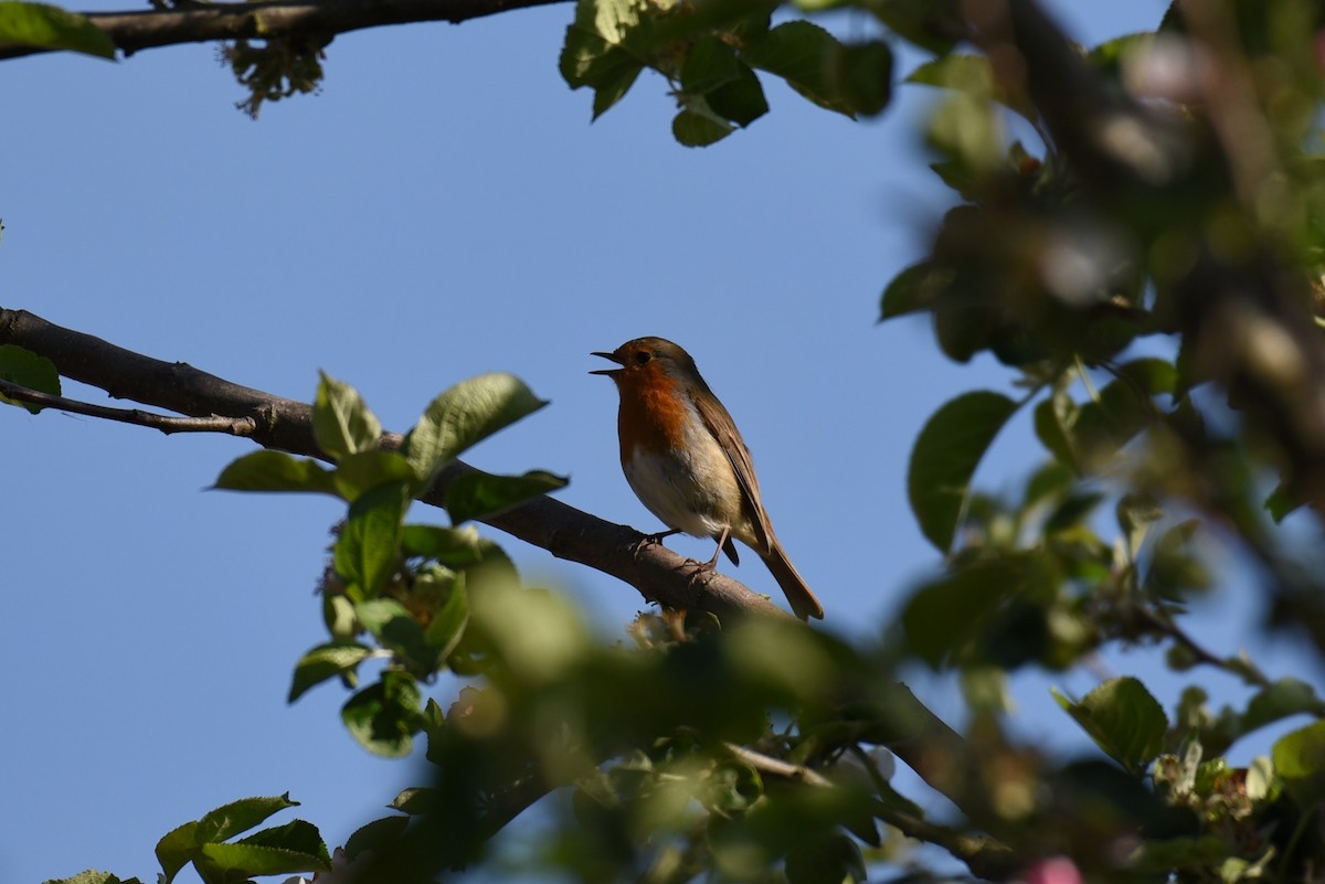 European Robin - ML167118751