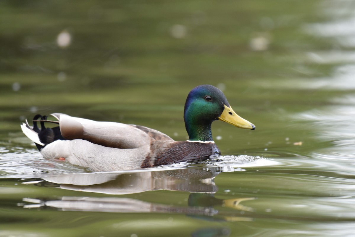 Mallard - Hannes Leonard