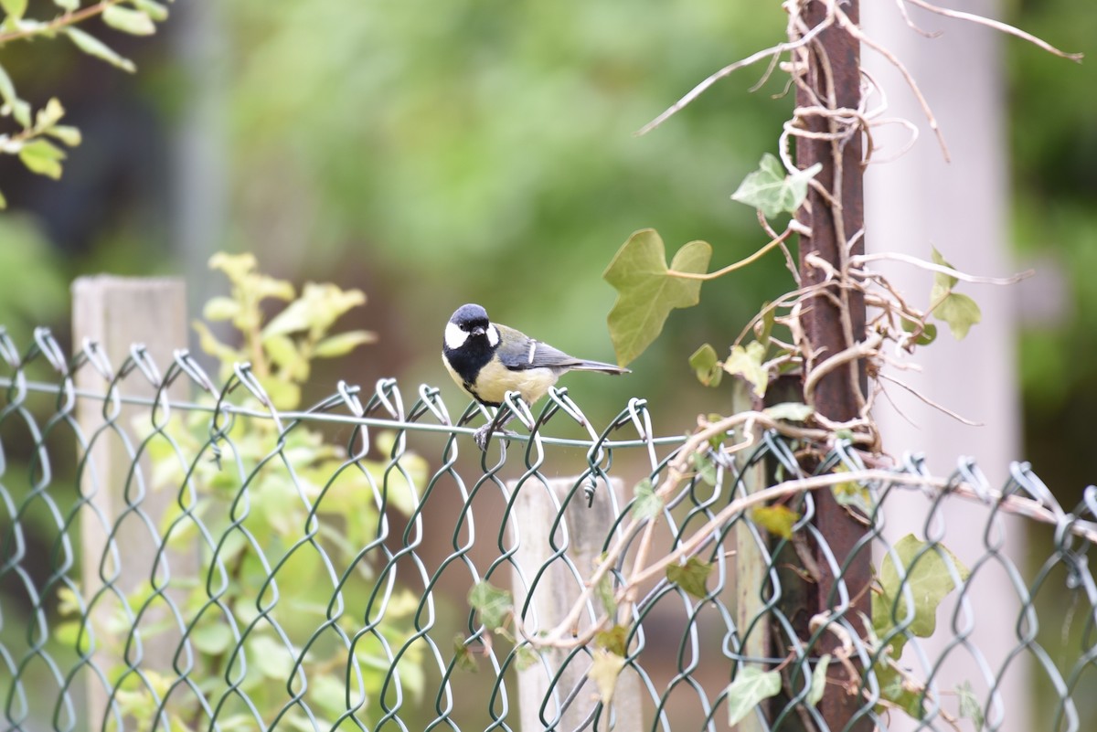 Great Tit (Great) - ML167119321