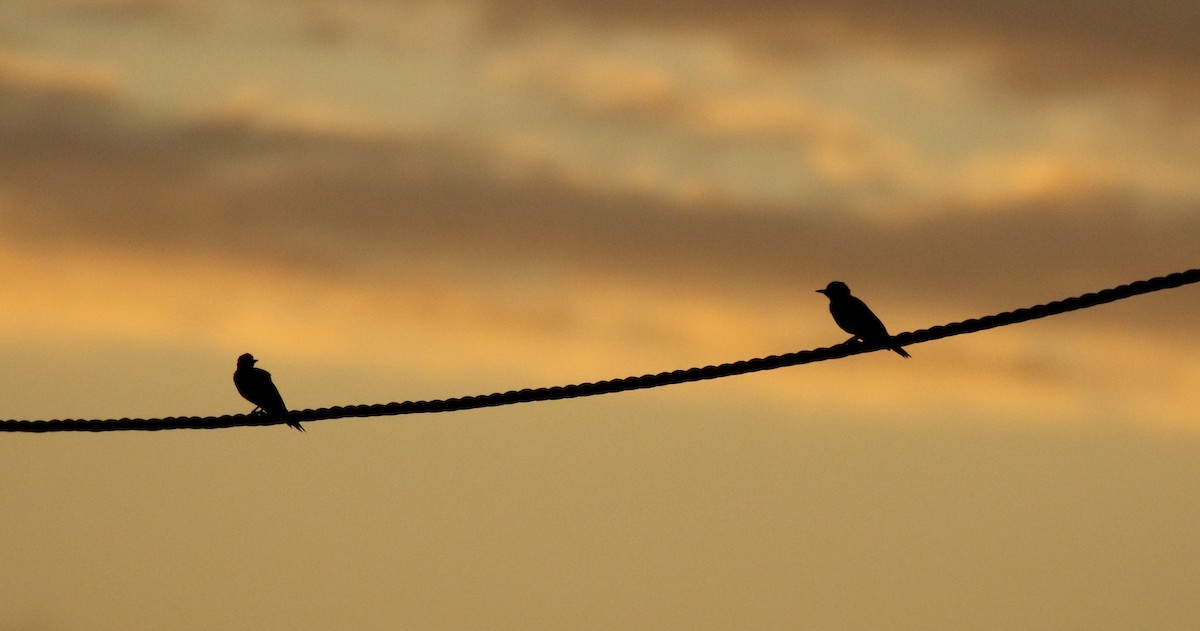 Campo Flicker (Campo) - Jay McGowan