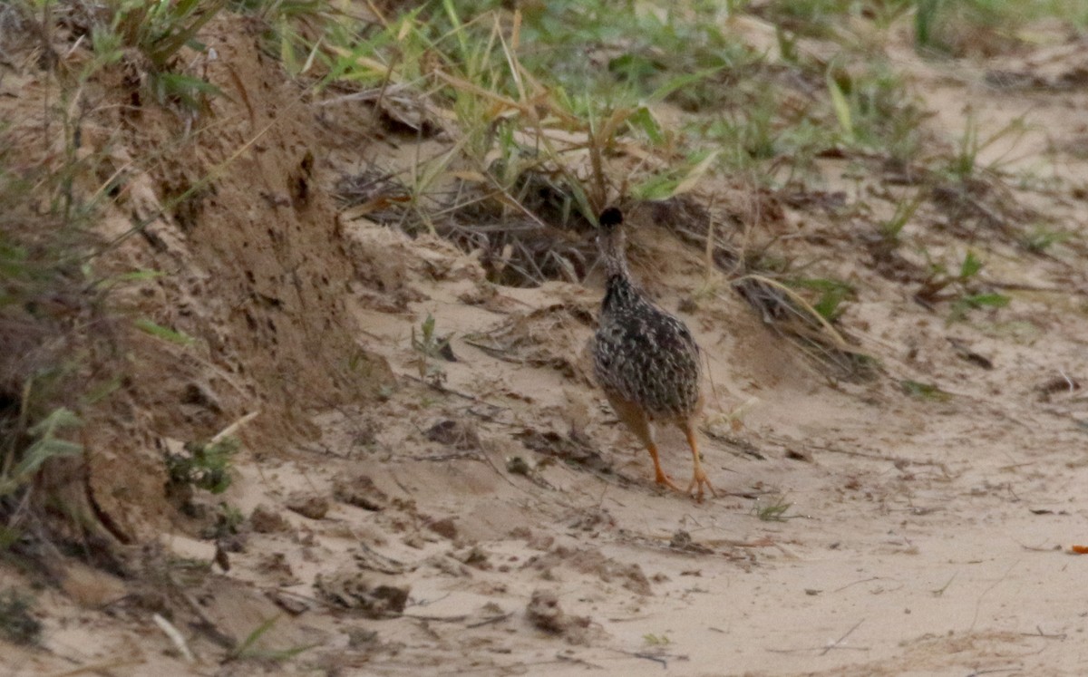 White-bellied Nothura - ML167119911