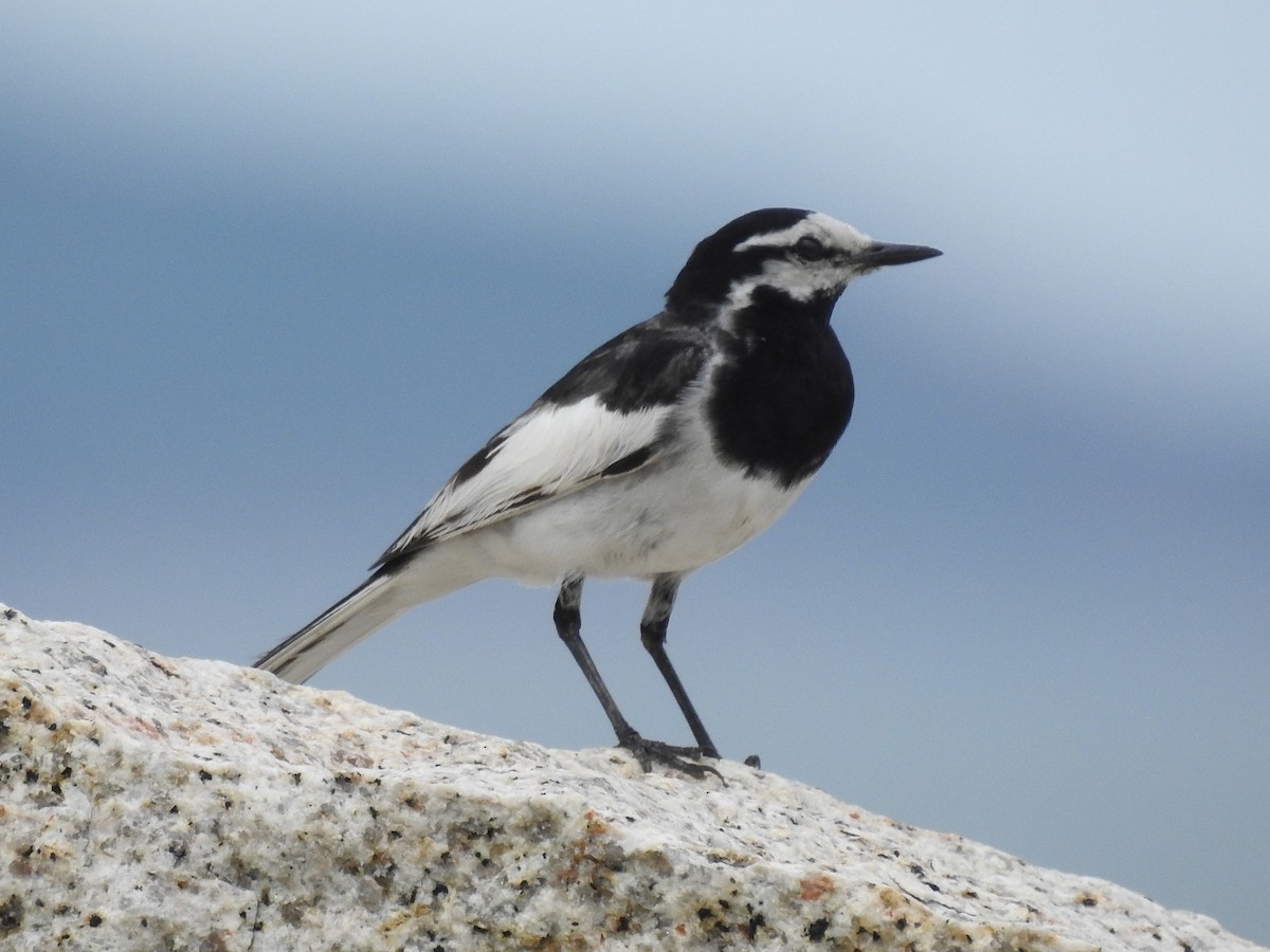 White Wagtail - ML167120551