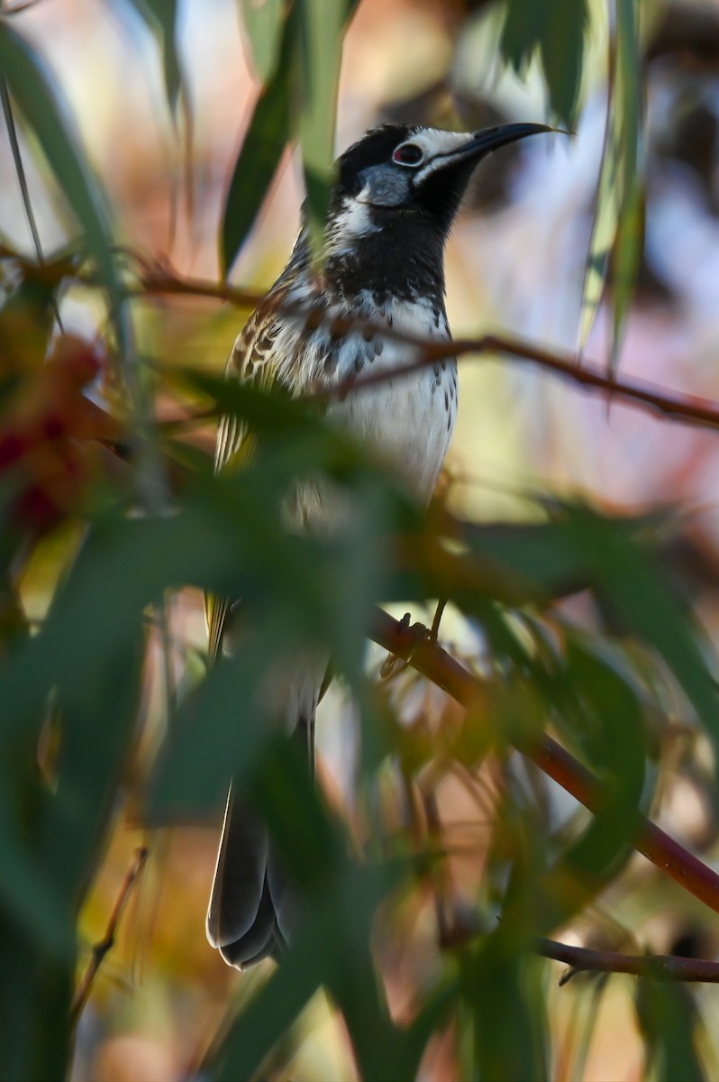 White-fronted Honeyeater - ML167120711