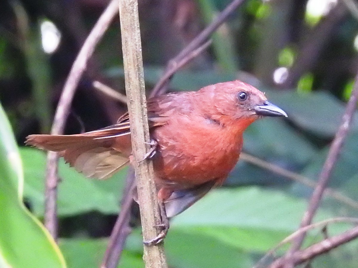 Red-throated Ant-Tanager (Salvin's) - ML167120751