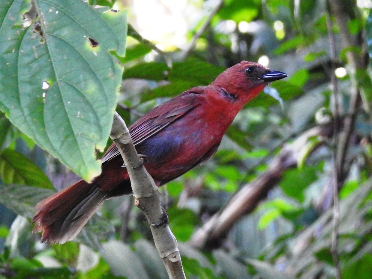 Red-throated Ant-Tanager (Salvin's) - ML167120761