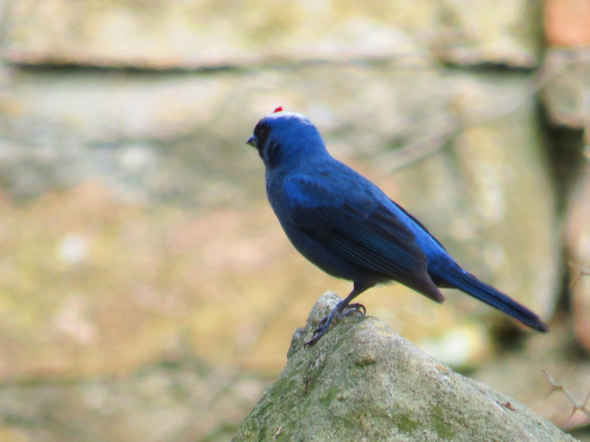 Diademed Tanager - ML167120951