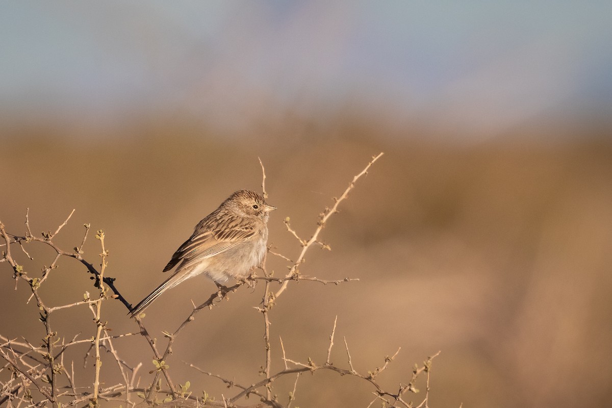 Brewer's Sparrow - ML167121181