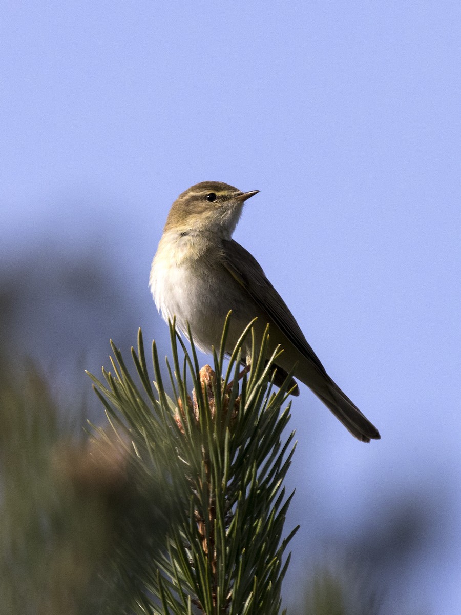 Willow Warbler - Bob Martinka