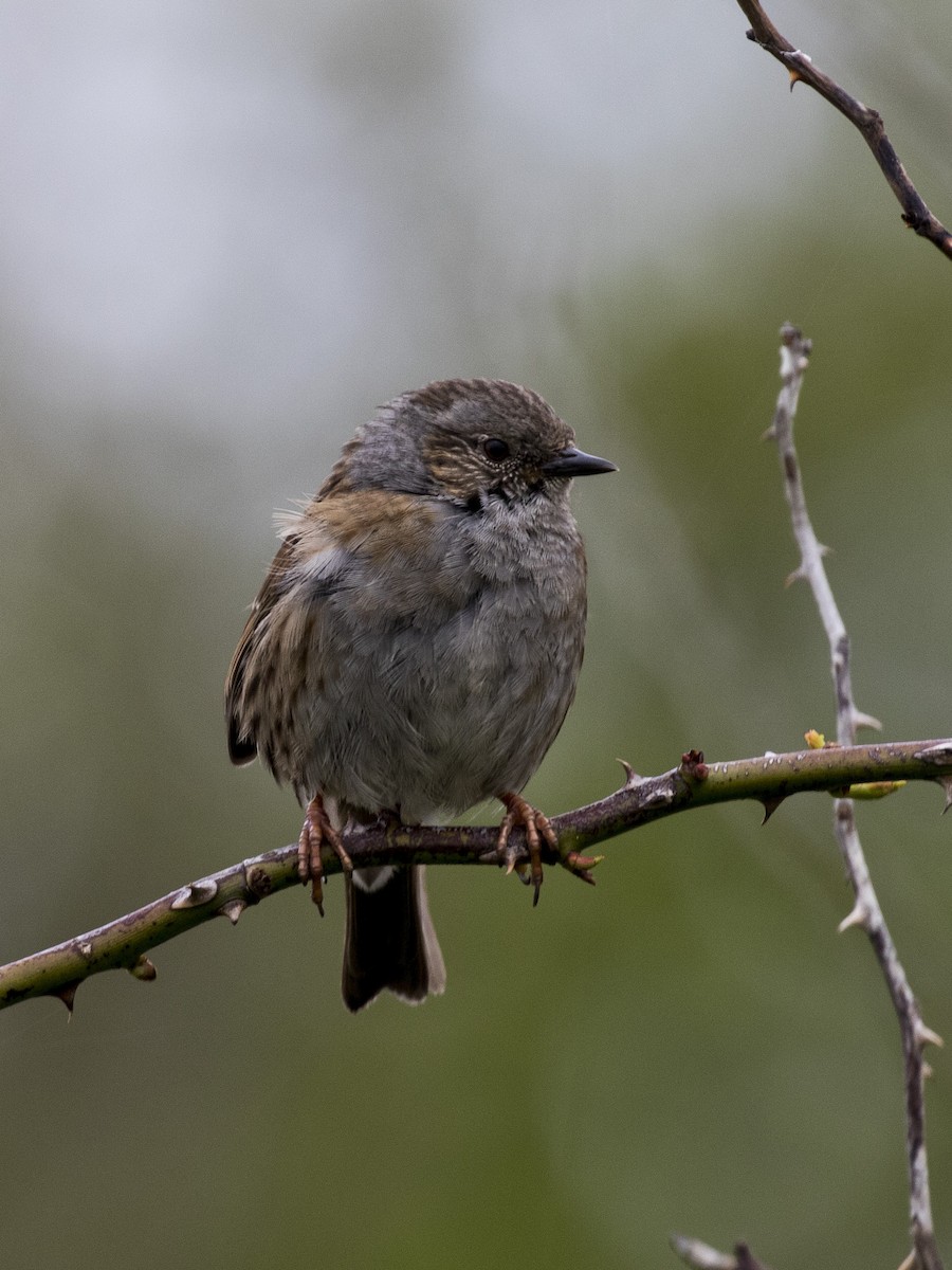 Dunnock - ML167122751