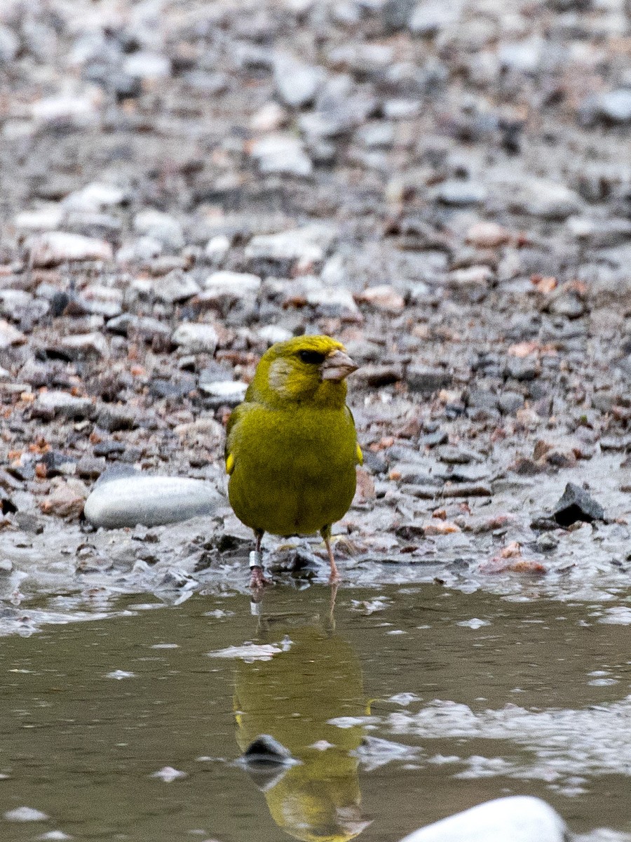 European Greenfinch - ML167122791