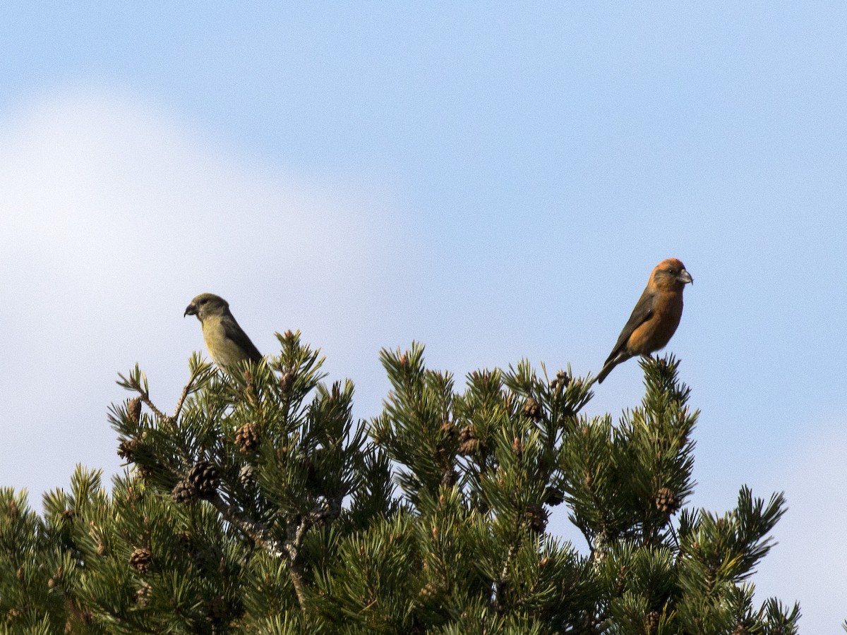 Scottish Crossbill - Bob Martinka