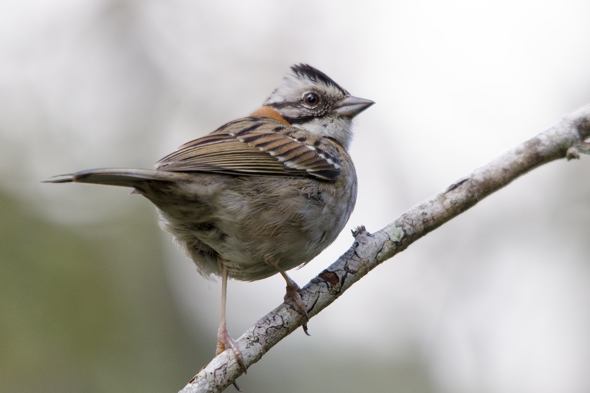 Rufous-collared Sparrow - ML167123671