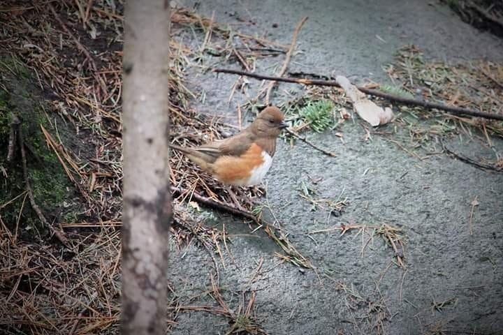 Eastern Towhee - ML167124471