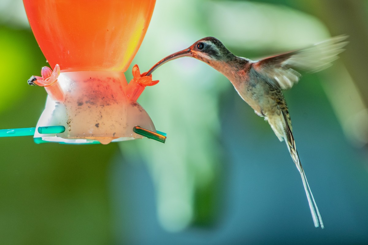 Long-billed Hermit - ML167125321