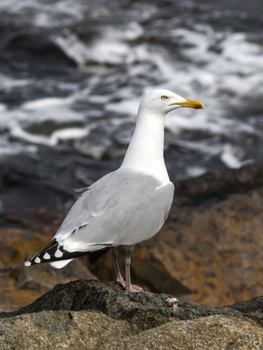 European Herring Gull - ML167125441