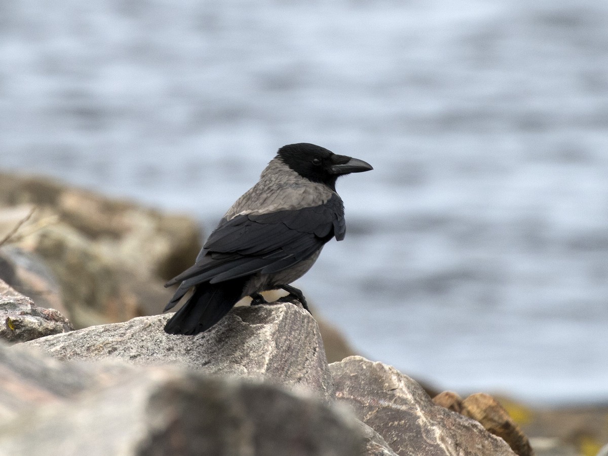Hooded Crow - ML167125461