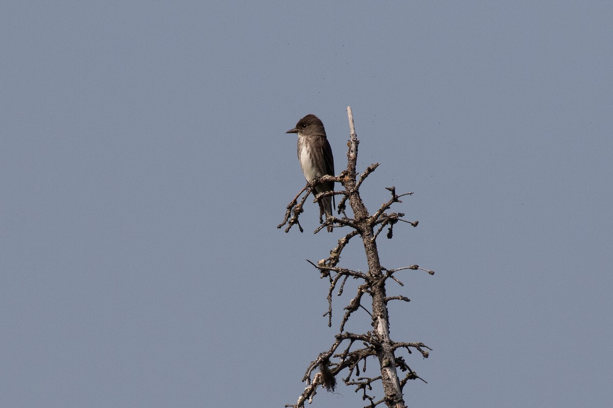 Olive-sided Flycatcher - ML167125481