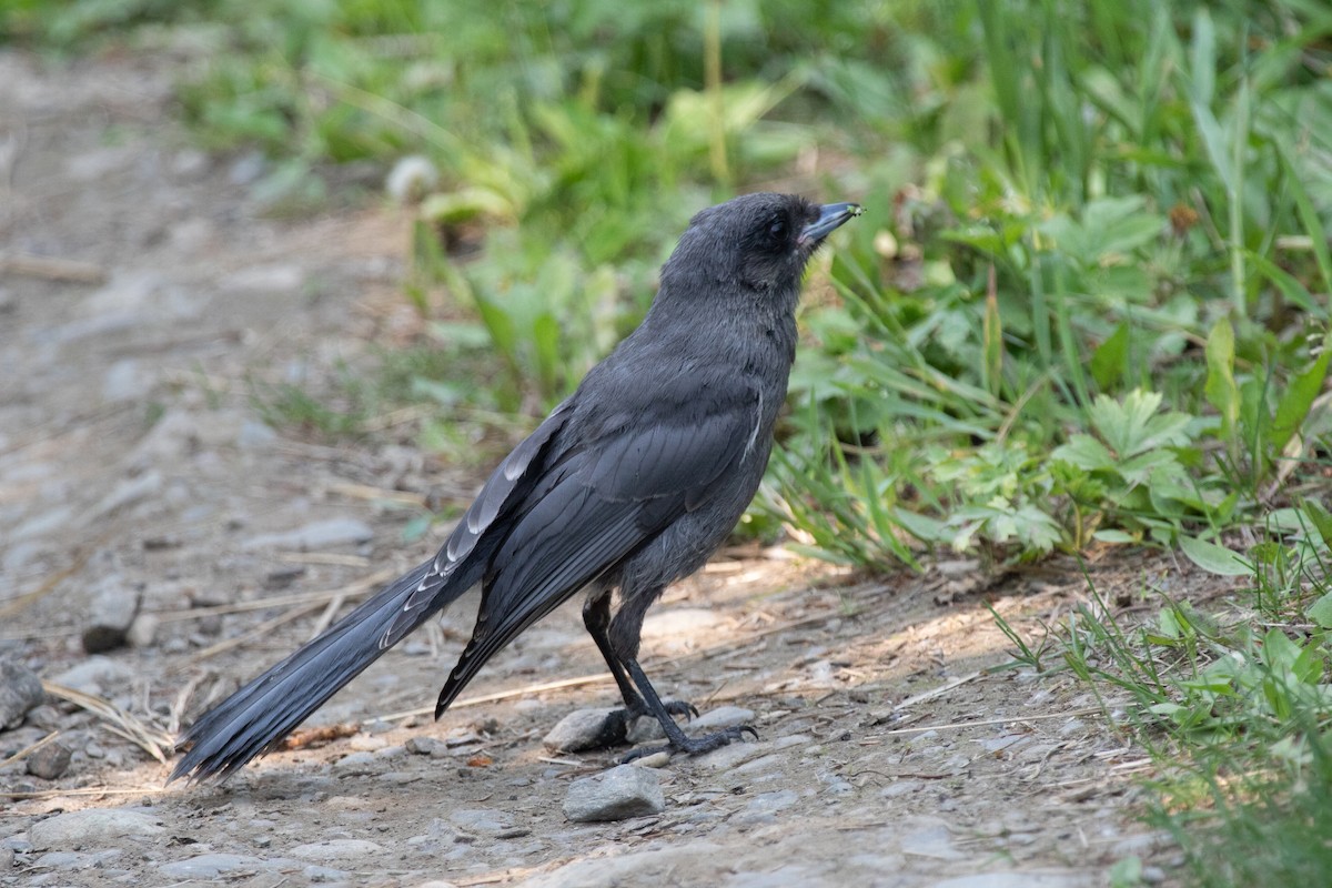 Canada Jay - ML167125491