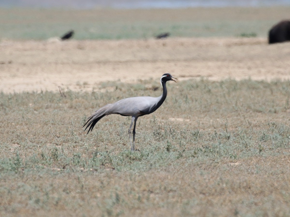 Demoiselle Crane - ML167125911