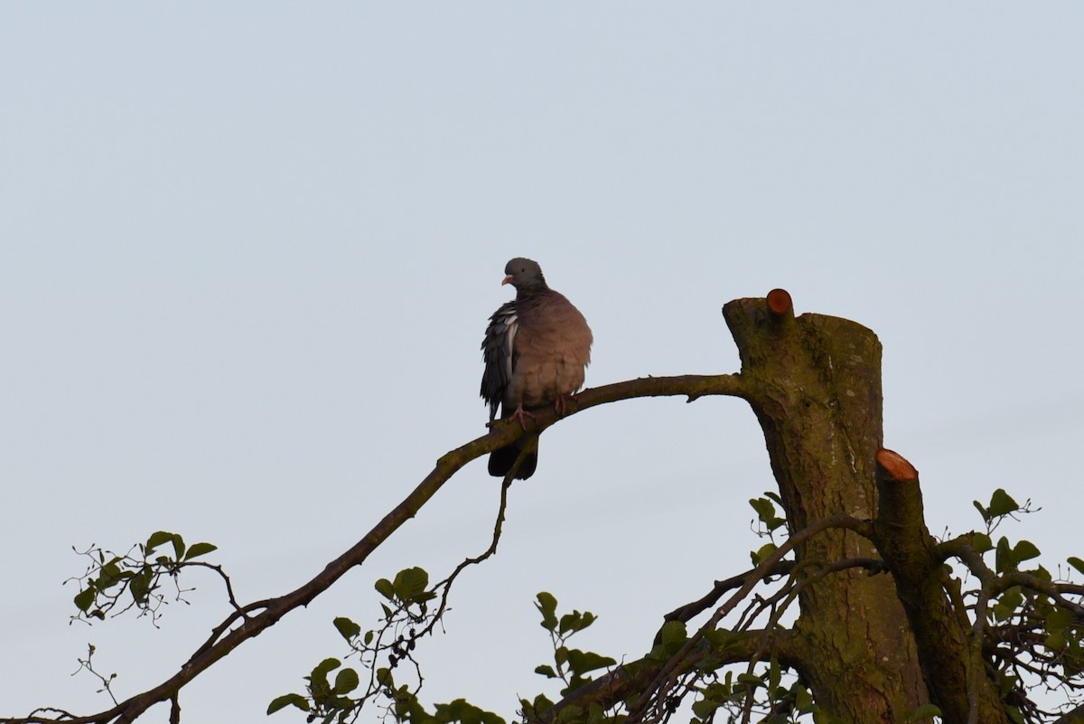 Common Wood-Pigeon - ML167127071