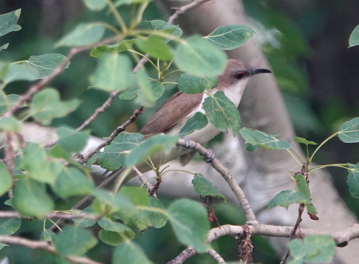 Black-billed Cuckoo - ML167127581