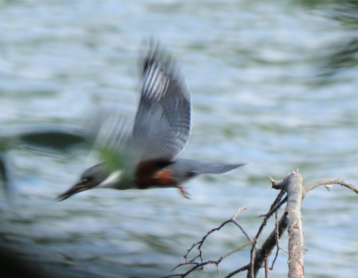 Belted Kingfisher - ML167127621