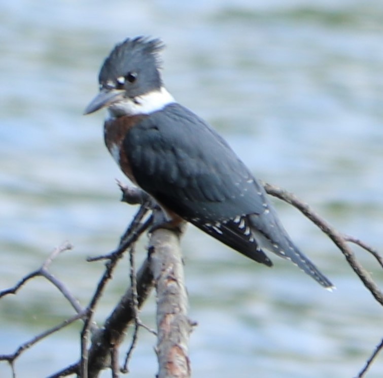 Belted Kingfisher - ML167127671
