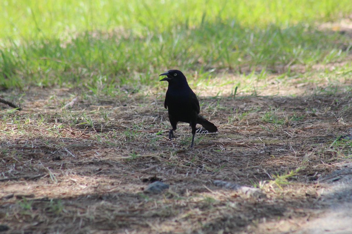 Common Grackle - ML167128531