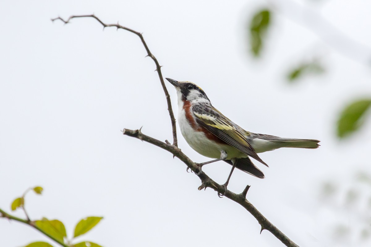 Chestnut-sided Warbler - ML167128841