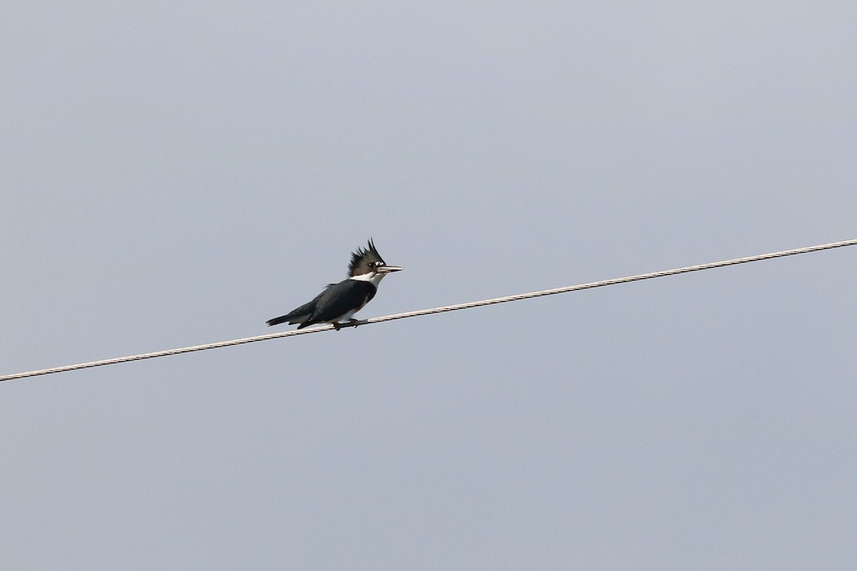 Belted Kingfisher - Colin Sumrall