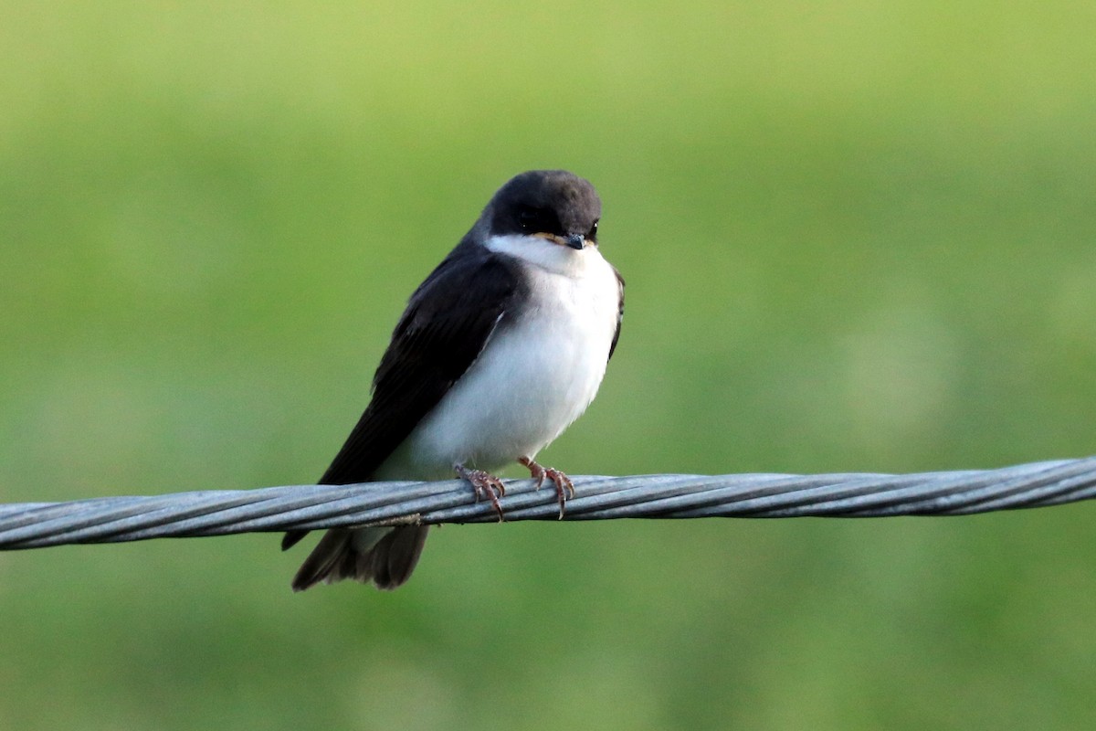 Tree Swallow - ML167128981