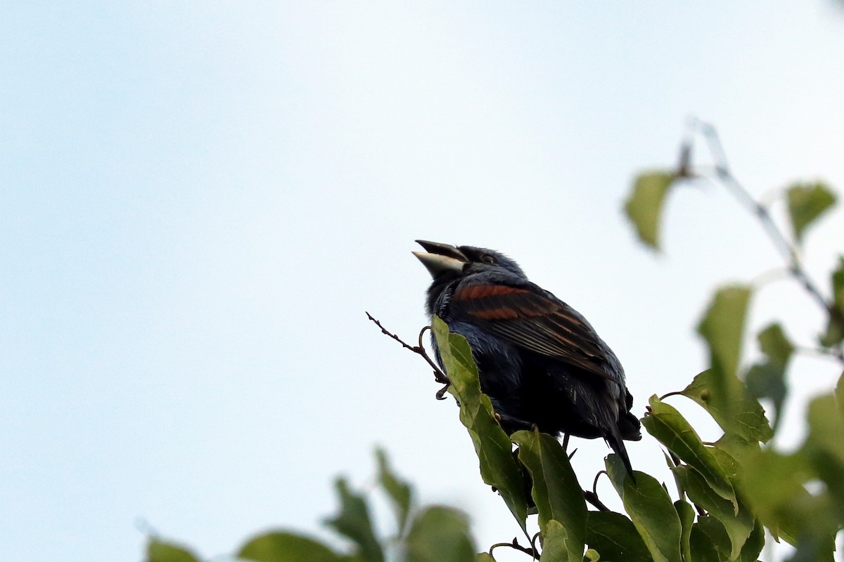 Blue Grosbeak - ML167129551