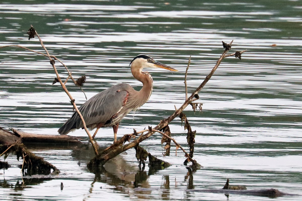 Great Blue Heron - ML167129801