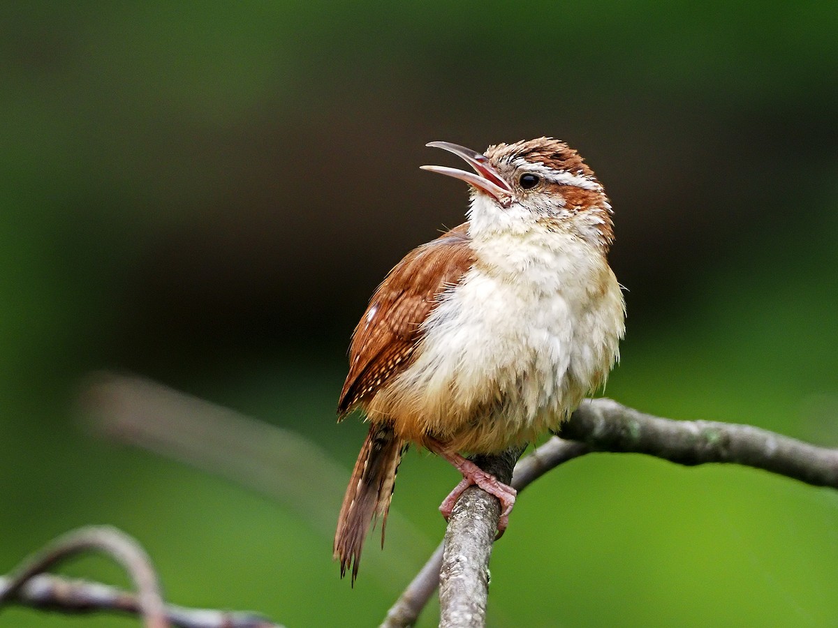 Carolina Wren - ML167131651