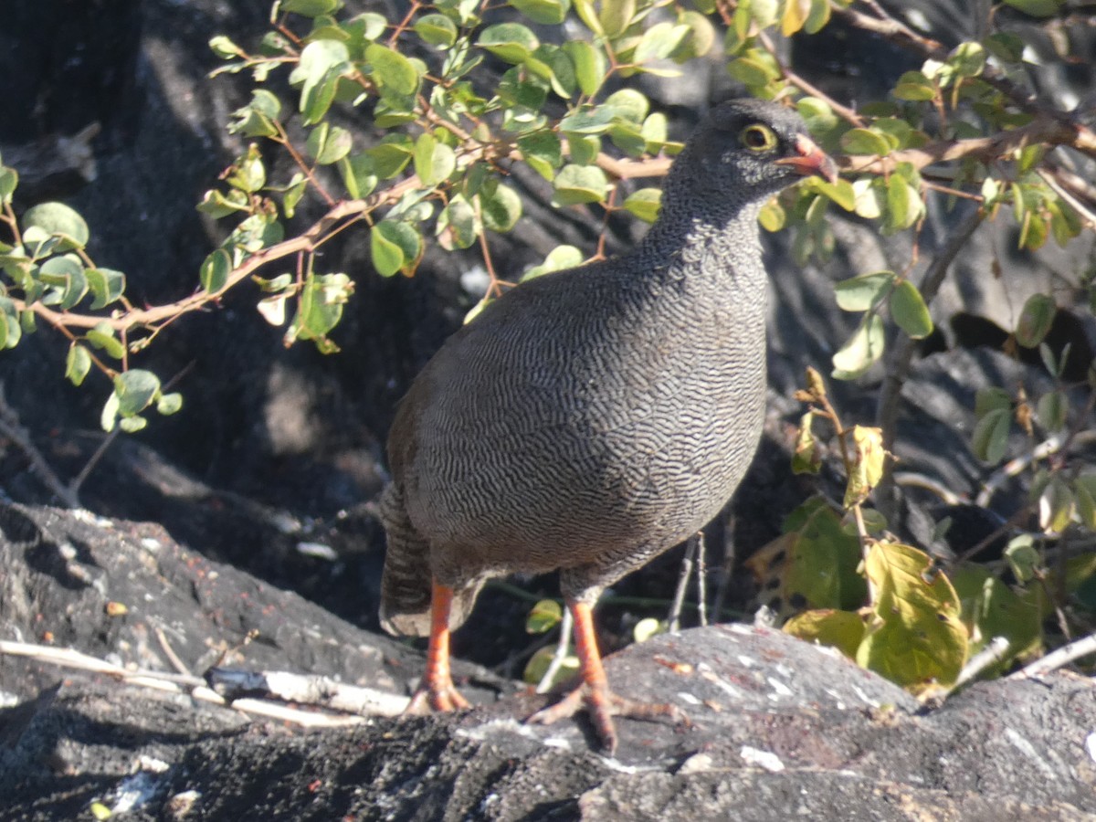 Red-billed Spurfowl - ML167132651