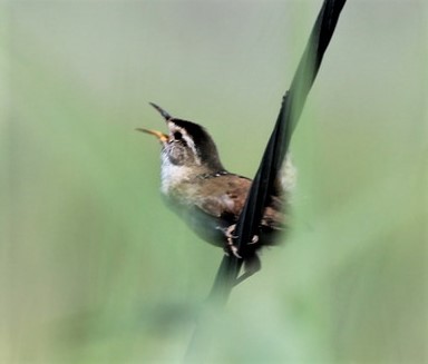 Marsh Wren - ML167133101