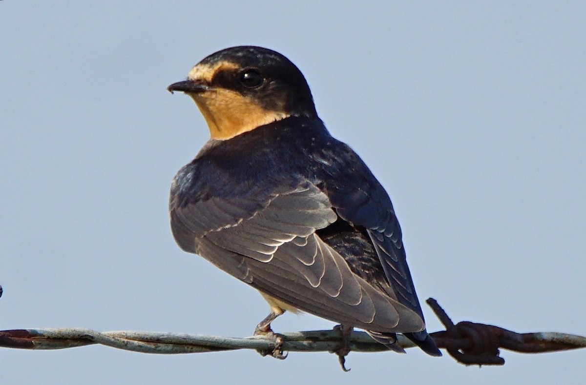 Barn Swallow (American) - ML167133331