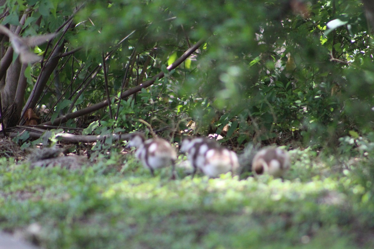 Egyptian Goose - ML167134171