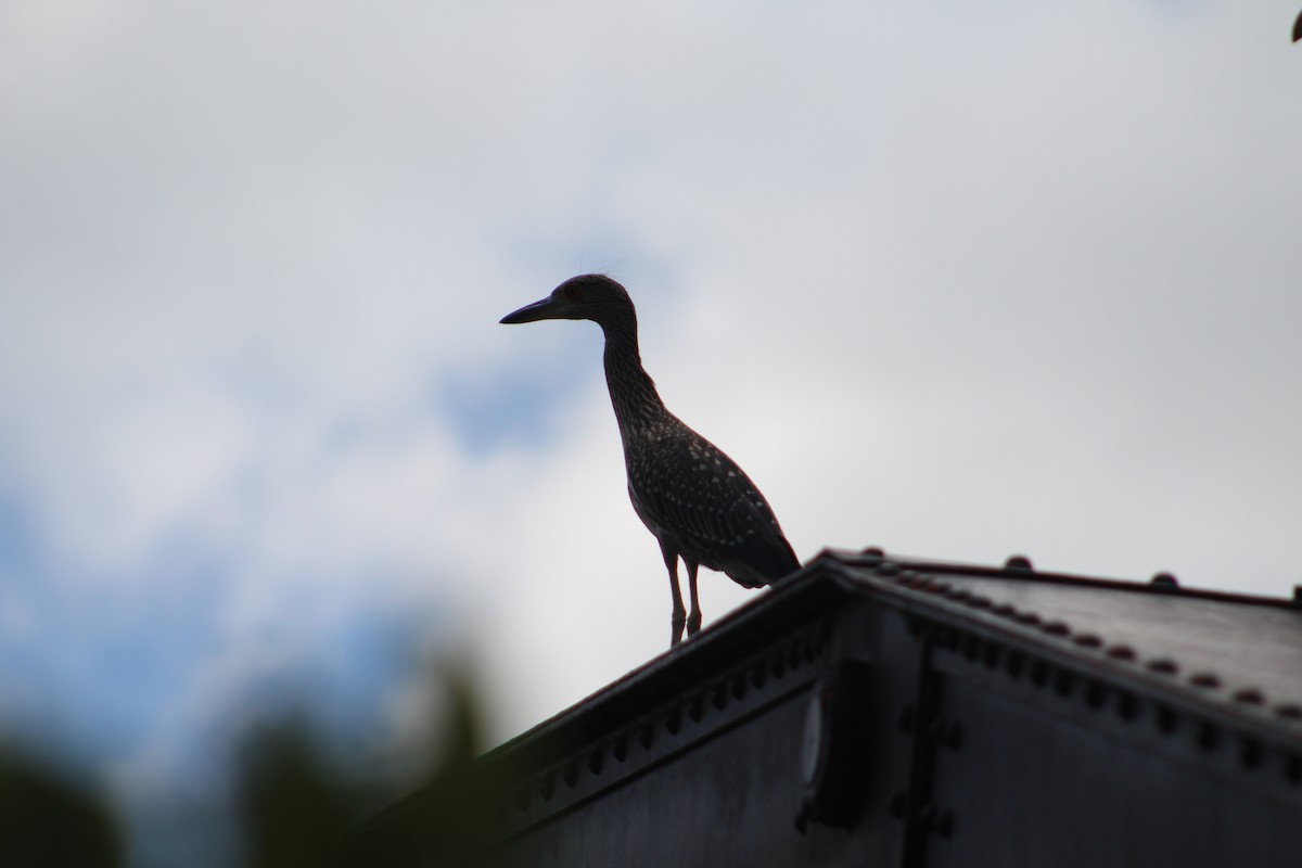 Yellow-crowned Night Heron - ML167134371