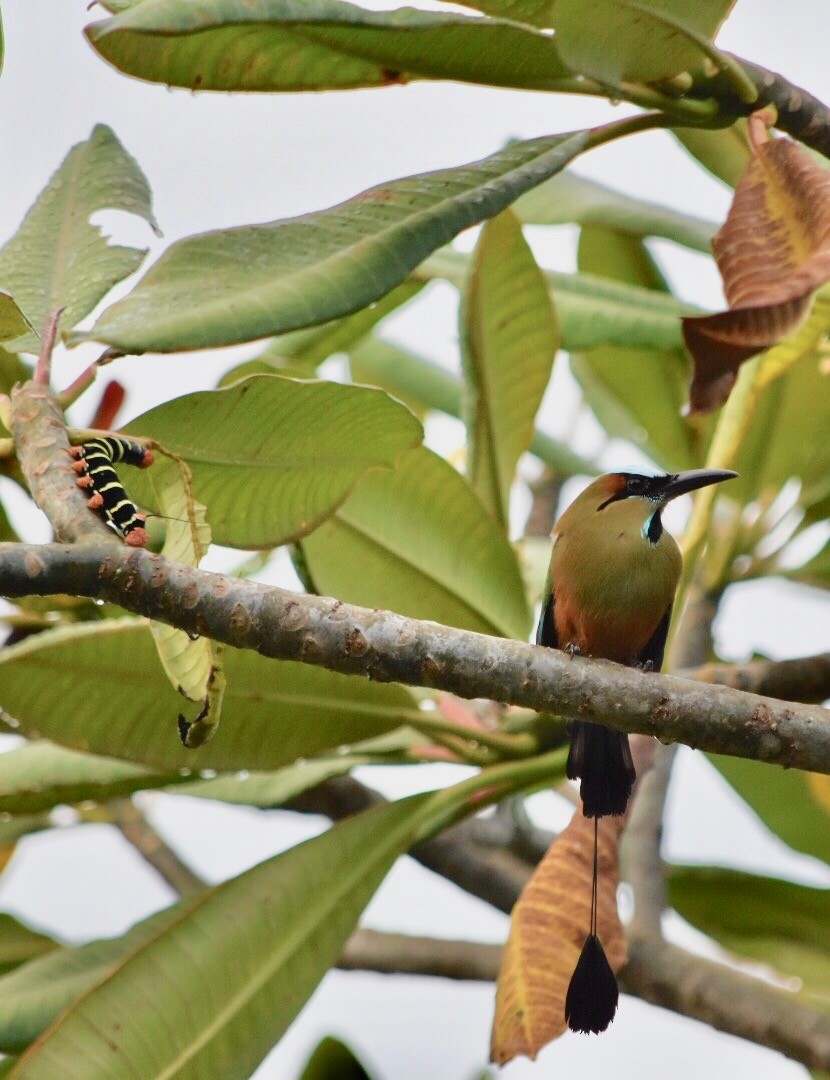 Turquoise-browed Motmot - ML167135111