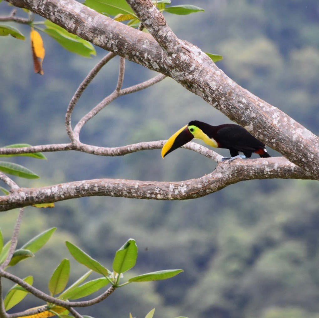 Yellow-throated Toucan - ML167135161