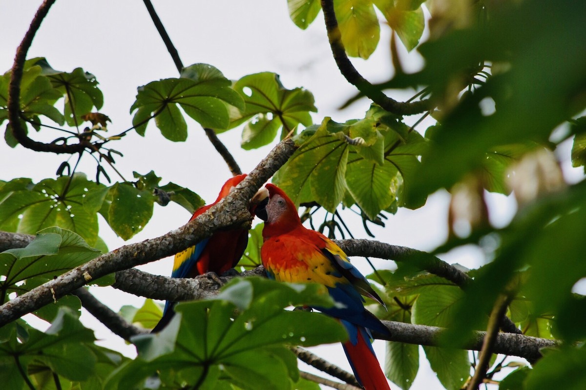 Scarlet Macaw - ML167135201