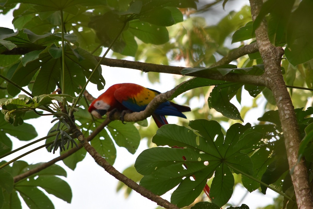 Scarlet Macaw - ML167135241