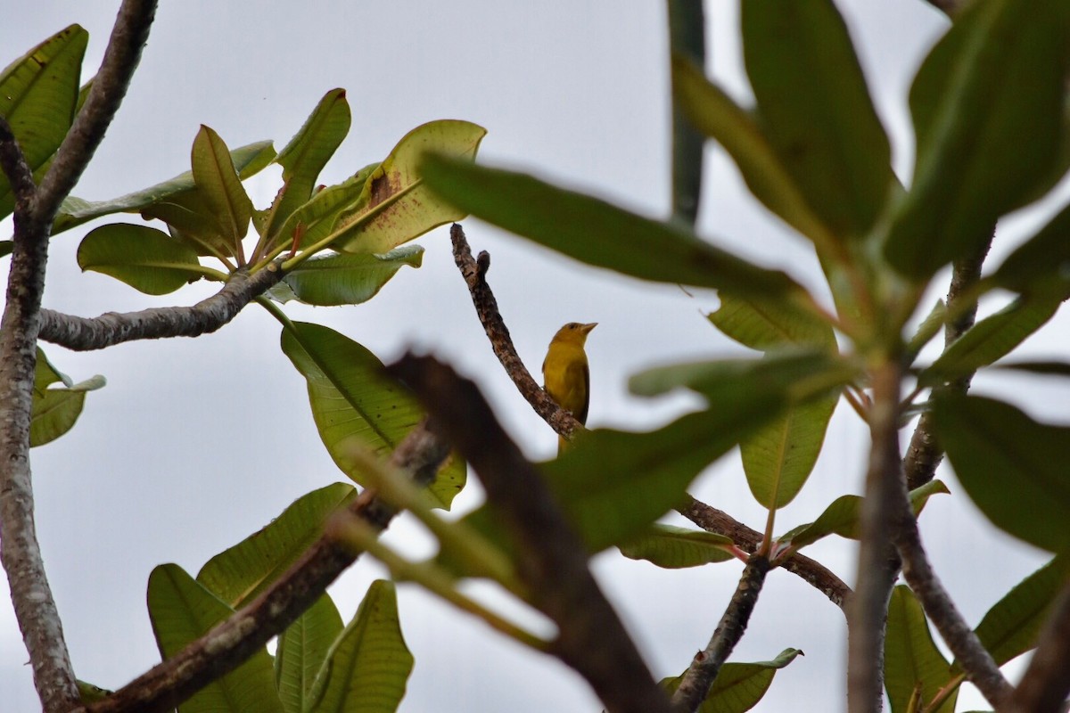 Summer Tanager - ML167135591