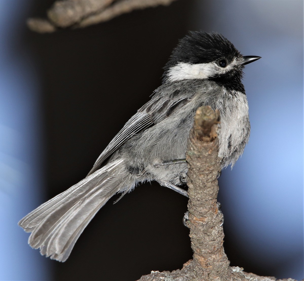 Mexican Chickadee - ML167138691