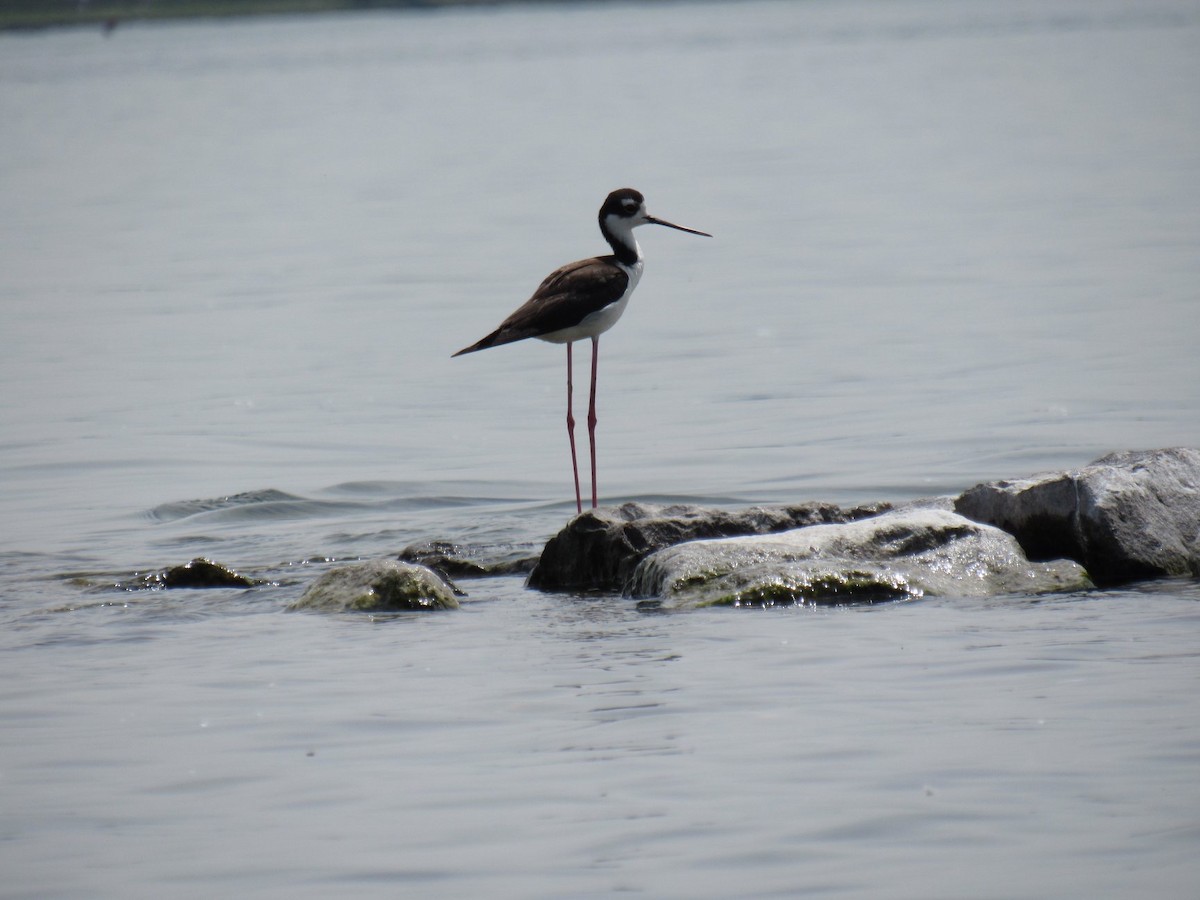 Black-necked Stilt - WNY Records