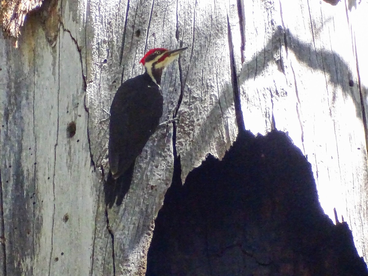 Pileated Woodpecker - Charity Hagen