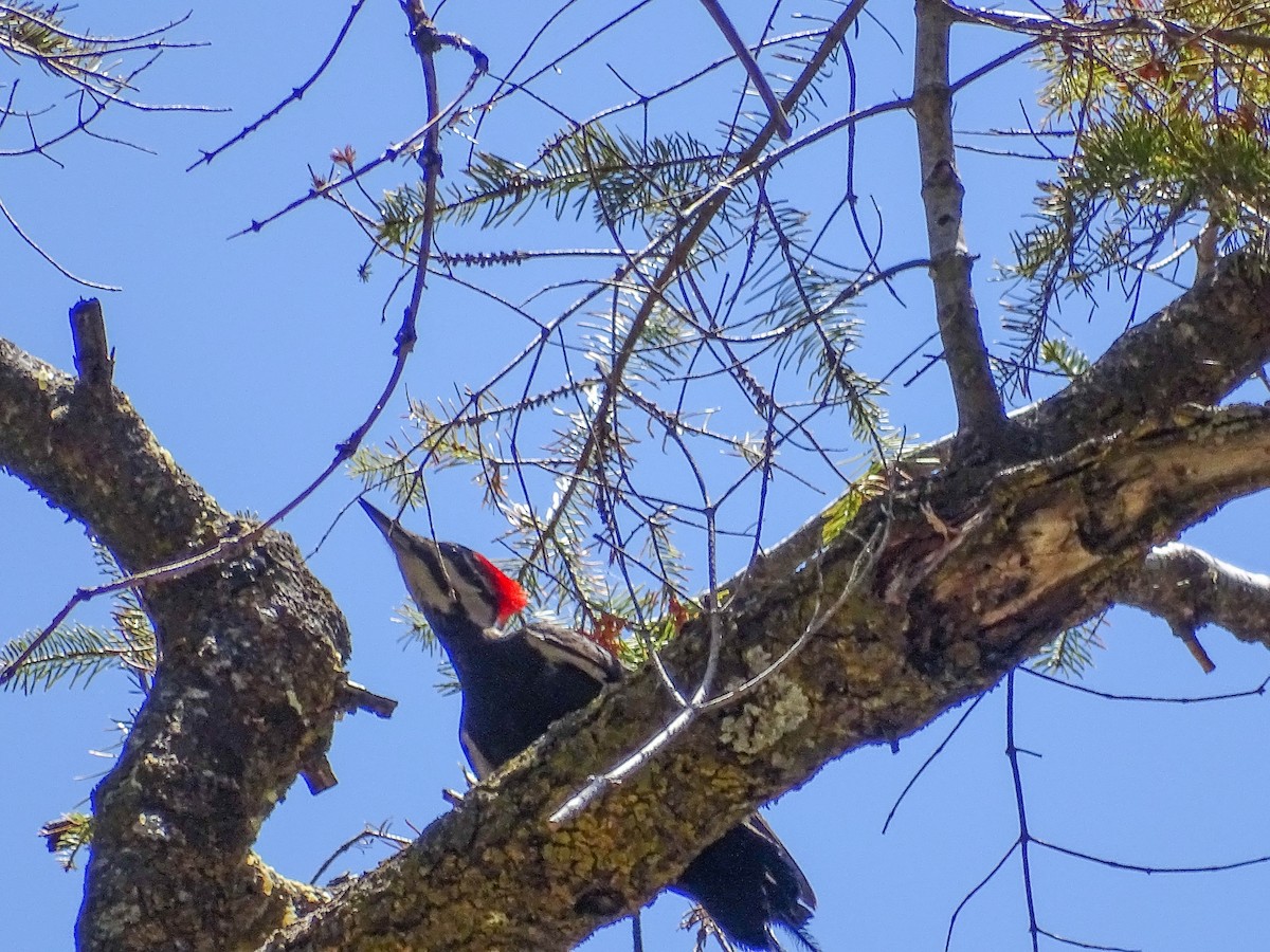 Pileated Woodpecker - Charity Hagen