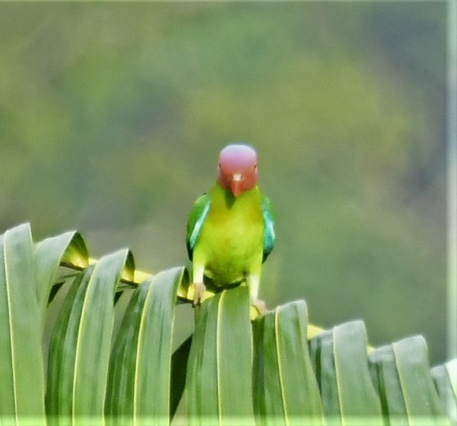 Red-cheeked Parrot - ML167144021